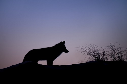 Lone Wolf Attacker, lone wolf attacks